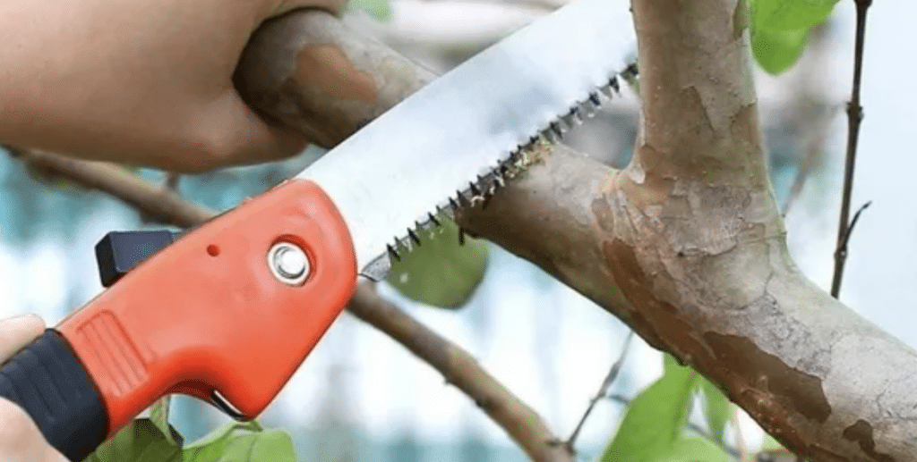 Let's Talk About Pruning