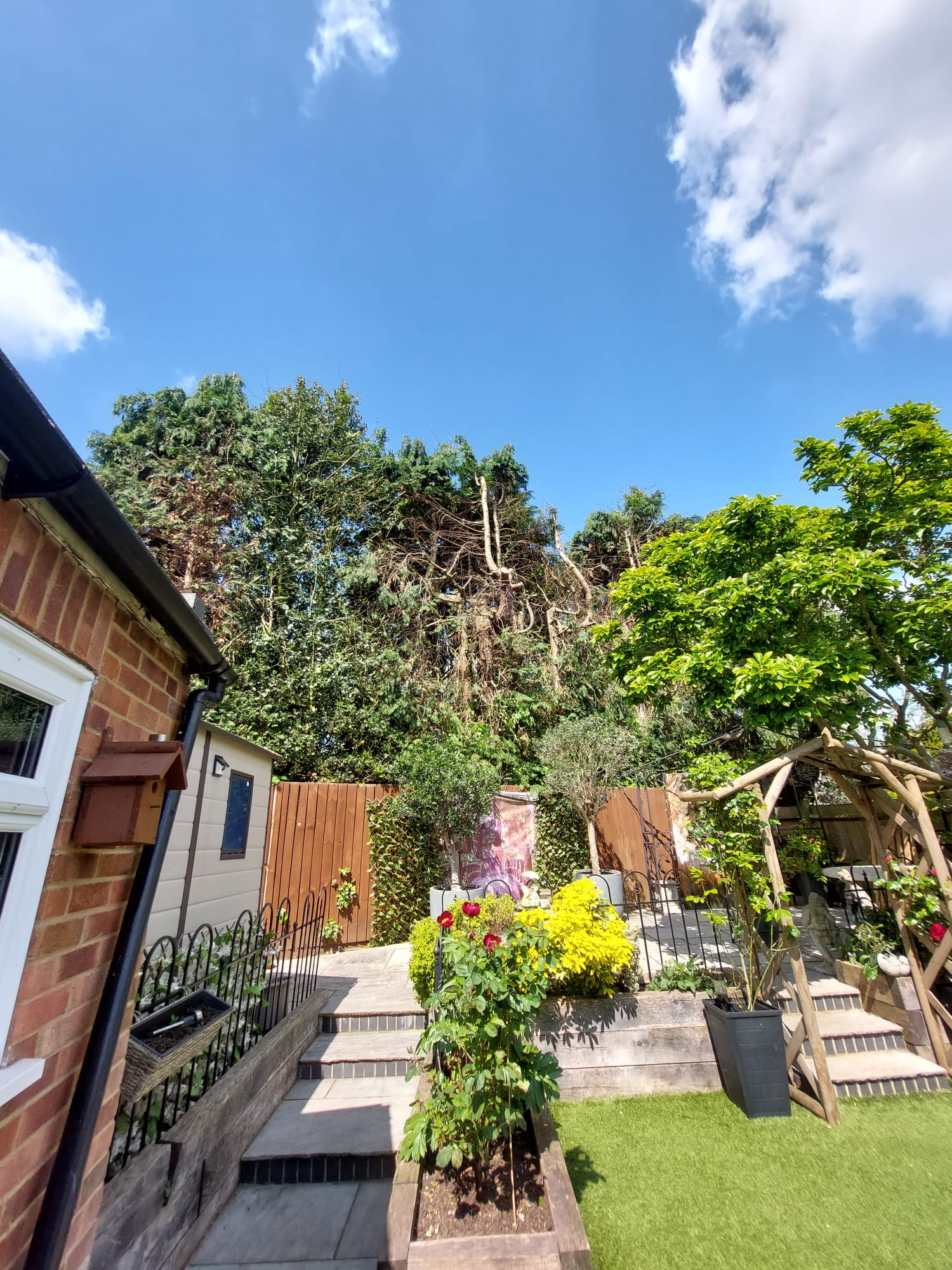 Precisely shaped topiary hedge in a residential back garden. Precisely shaped topiary hedge in a residential back garden.