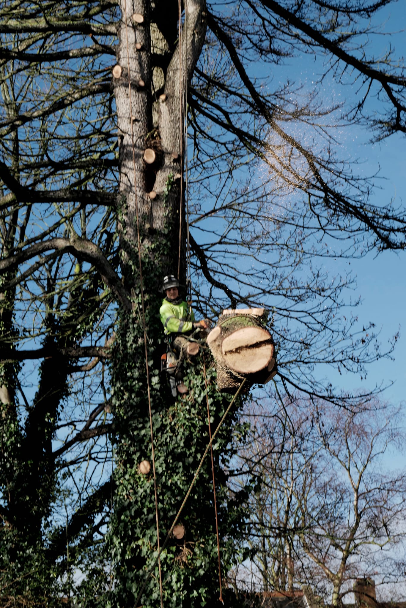 Arborist lowering a cut trunk section by rope during tree removal. Arborist lowering a cut trunk section by rope during tree removal.