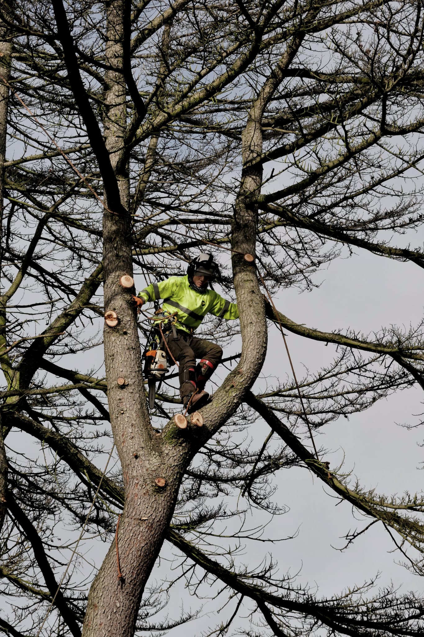 Arborist climbing tall conifer during sectional tree dismantling. Arborist climbing tall conifer during sectional tree dismantling.