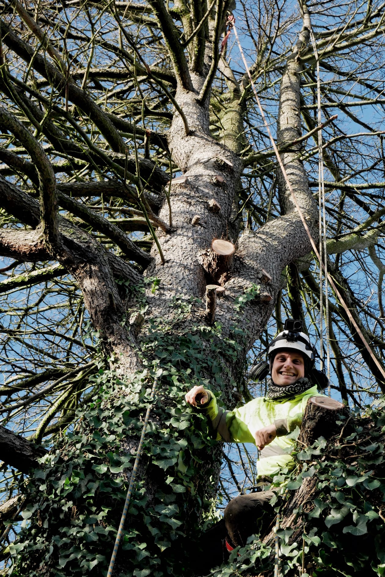 Smiling arborist in climbing gear working inside ivy-covered tree canopy. Smiling arborist in climbing gear working inside ivy-covered tree canopy.