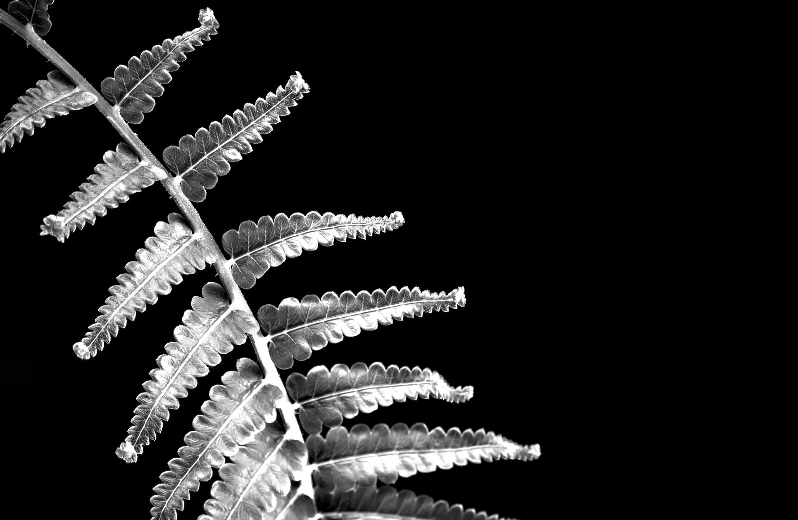 Silver Fern leaf on black background silver tree surgery package