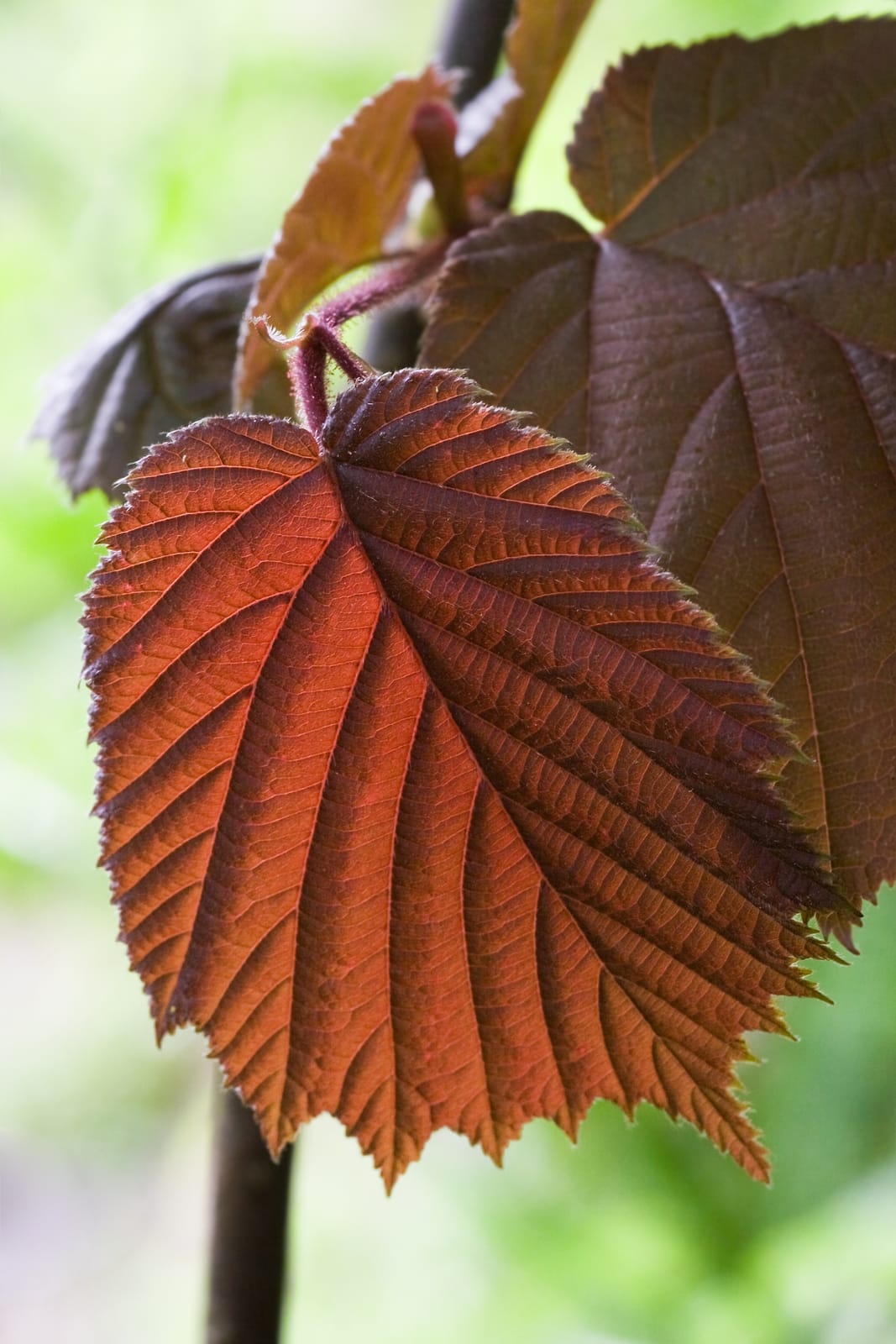 66693790_new-bronze-leaf-of-hazel-in-spring bronze tree surgery package