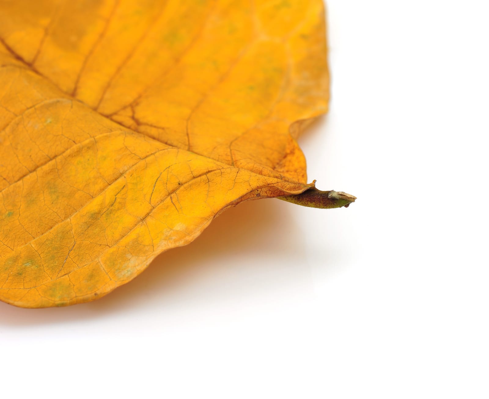 70187084_leaf gold tree surgery package