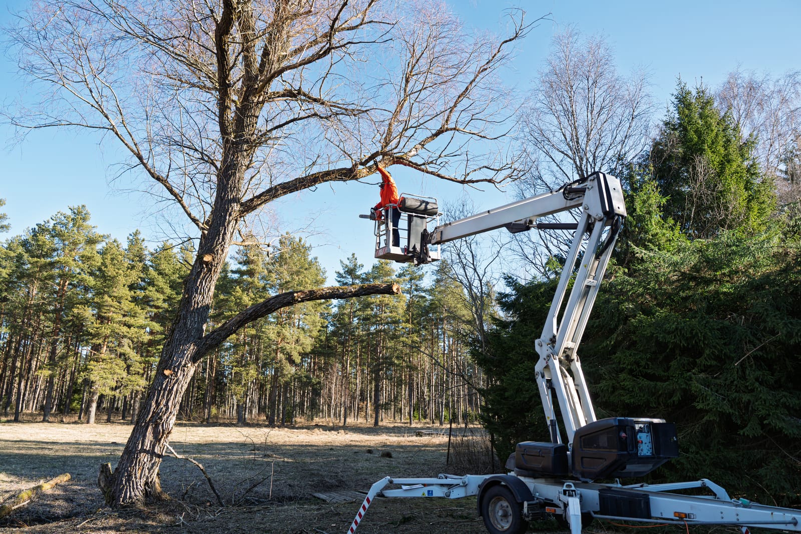 Expert Commercial Tree Surgery Hertfordshire