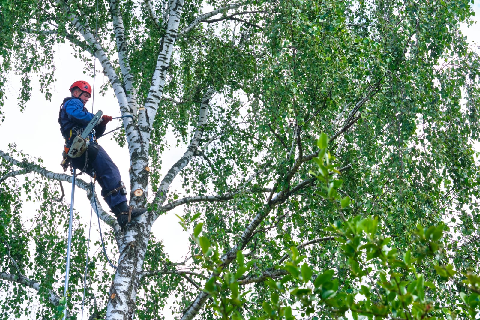 Tree Surgery Barnet