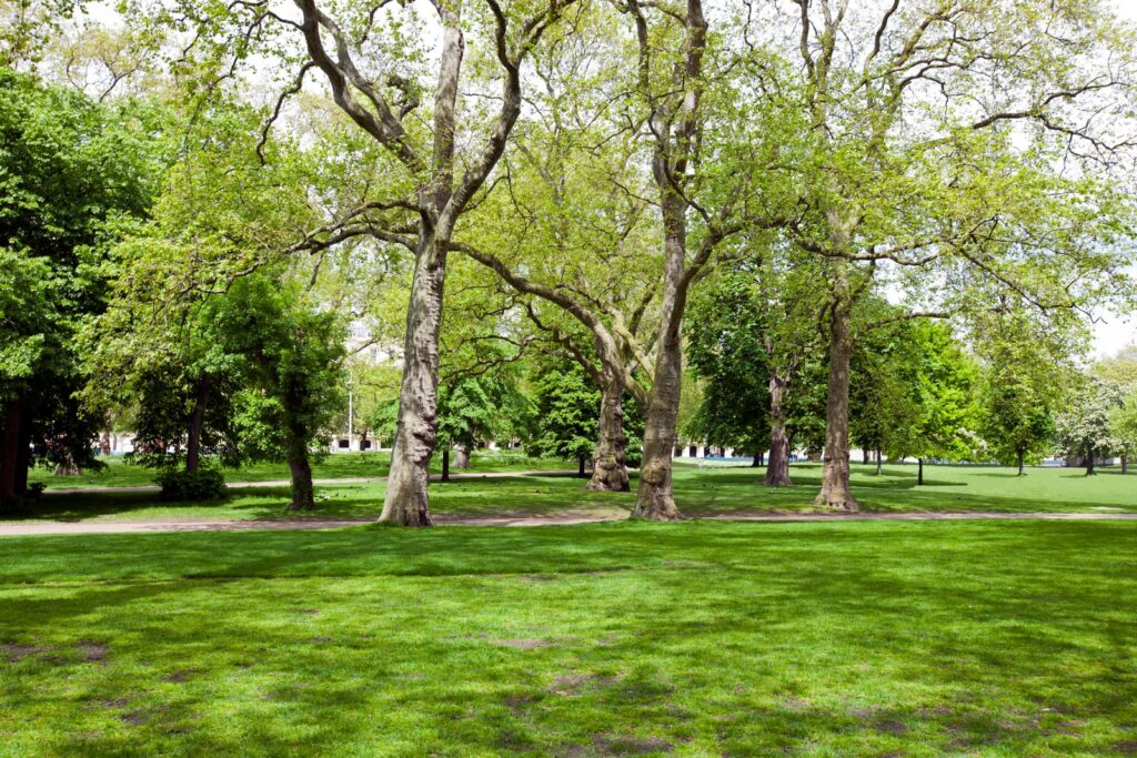 Tree Surgeons Greater London