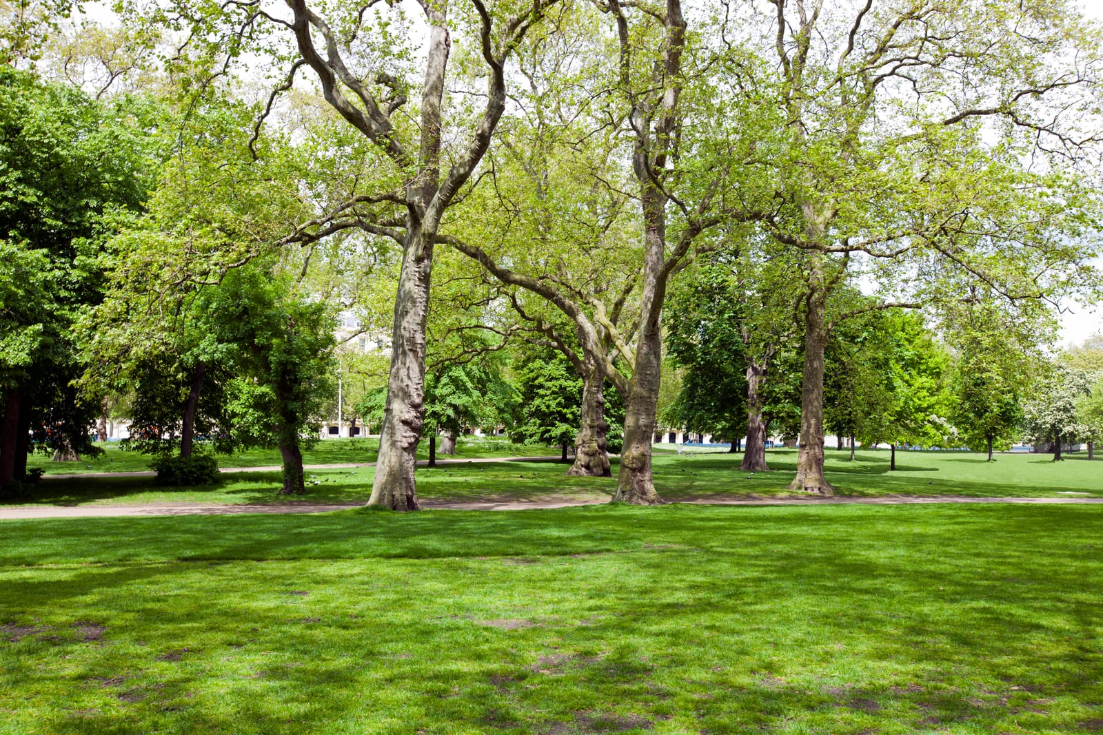 Tree Surgeons Greater London