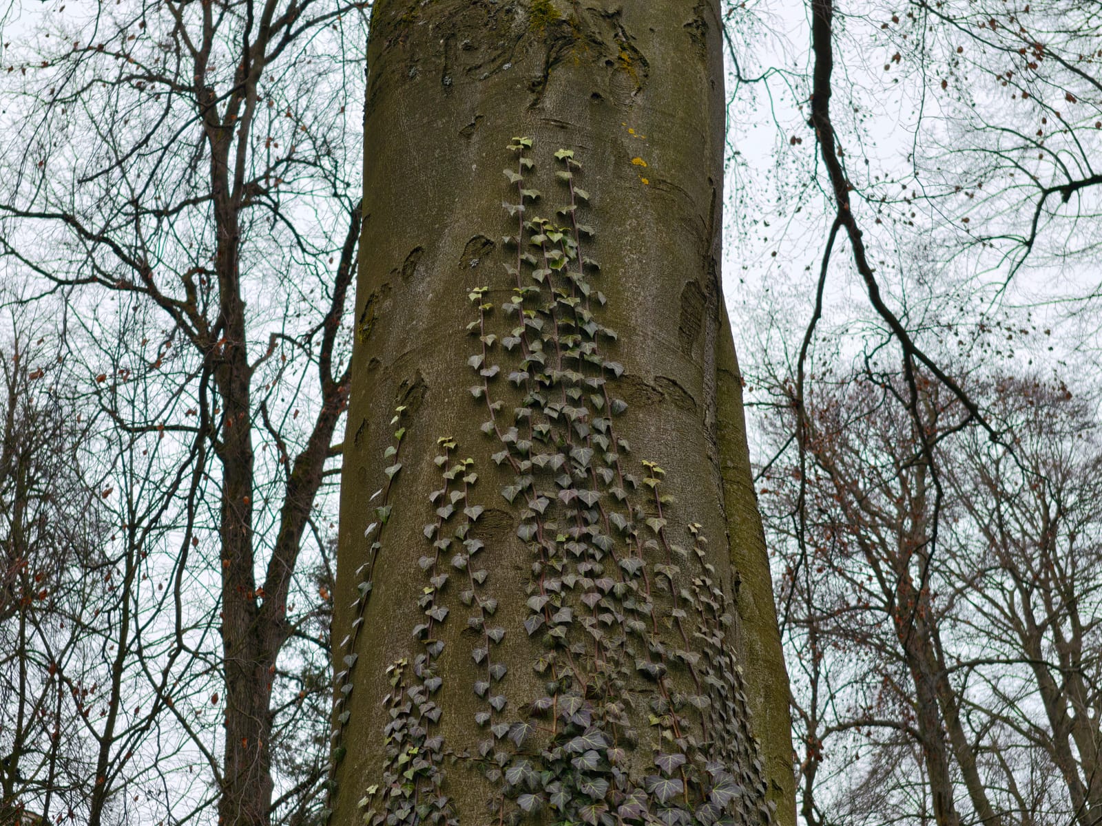 Tree Surveys and Inspections Hertfordshire