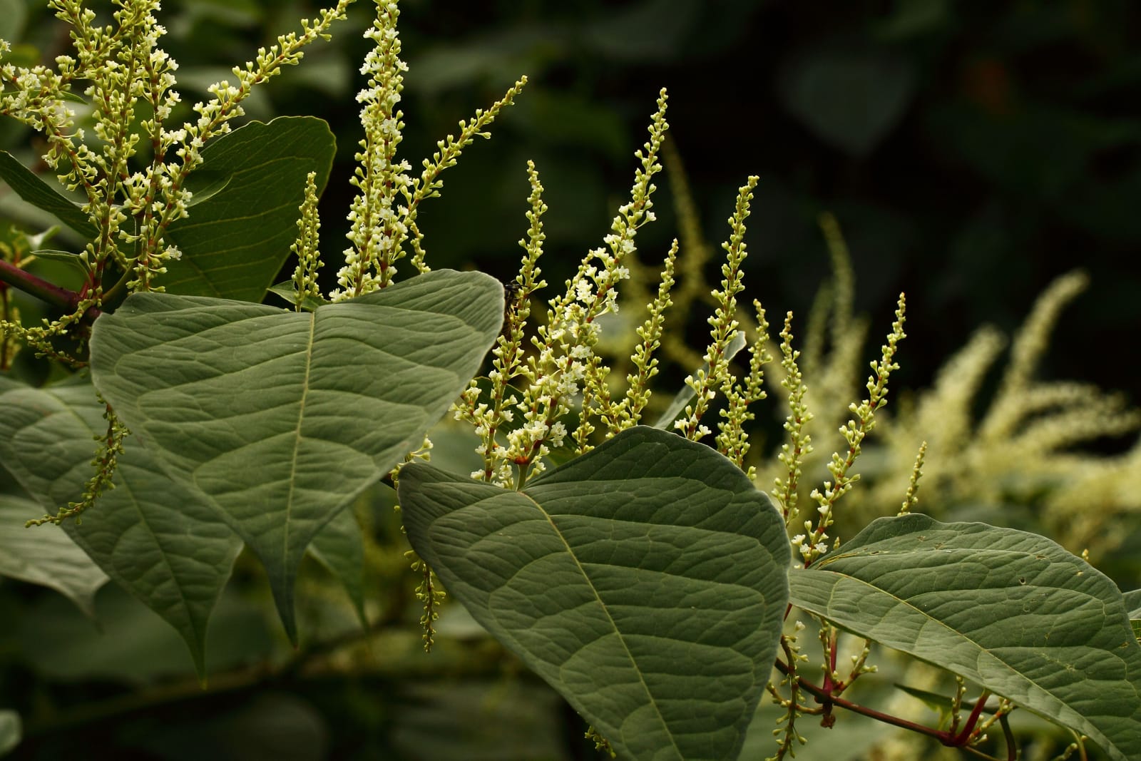 Knotweed Removal London Knotweed Removal London