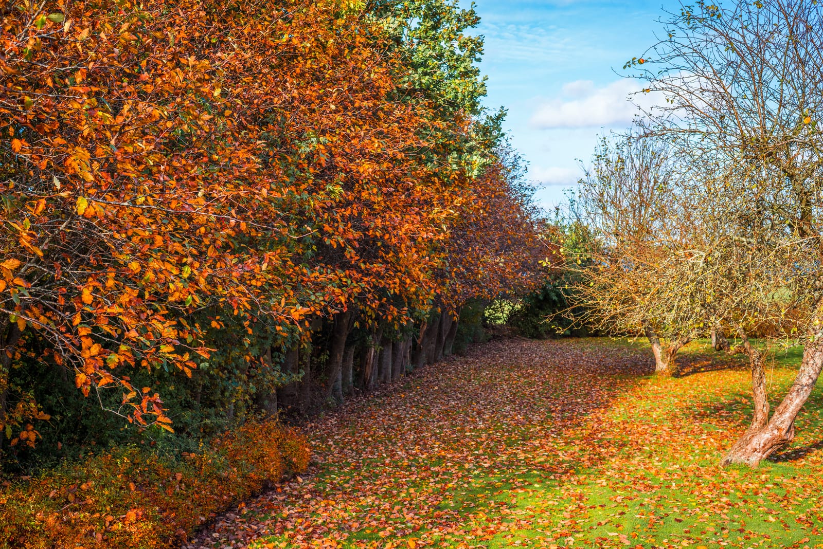 Tree Surgeons Essex