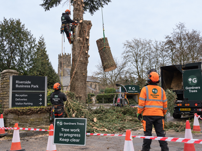 crown reduction commercial tree surgeons london