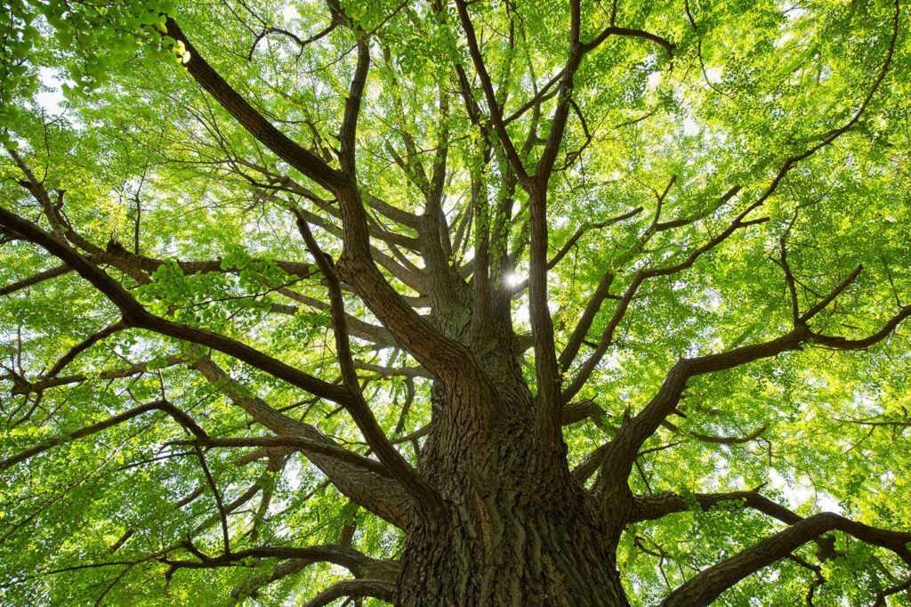 tree maintained by tree surgeons london essex hertfordshire
