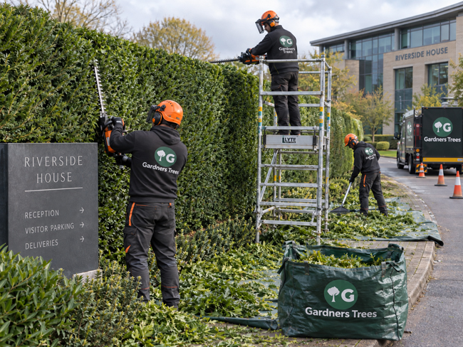 hedge cutting commercial tree surgeons london