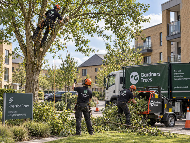 Commercial tree surgeons for housing associations