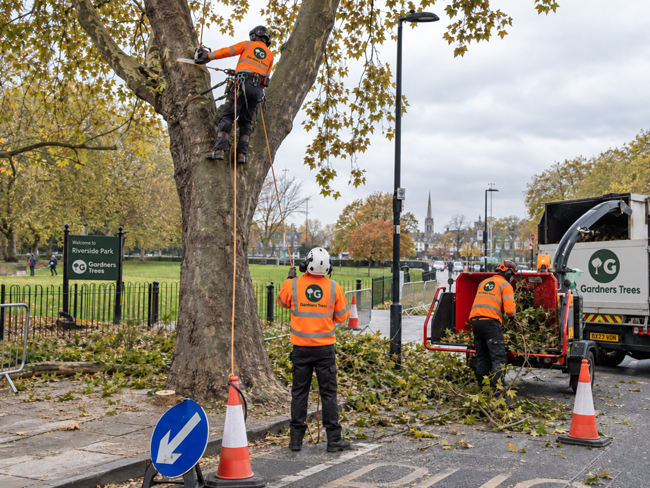 Commercial tree surgery for local authorities and councils