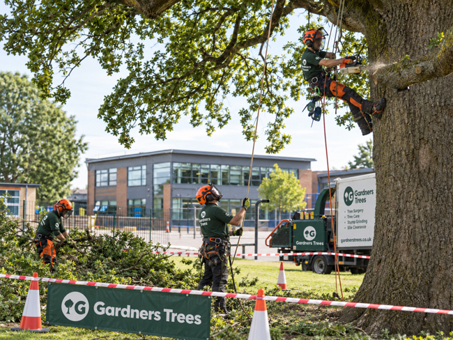 Commercial tree surgery for schools and education sites