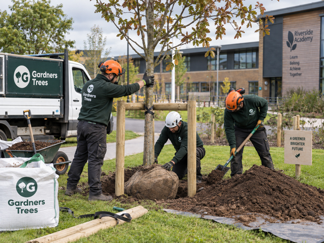 tree planting commercial tree surgeons london