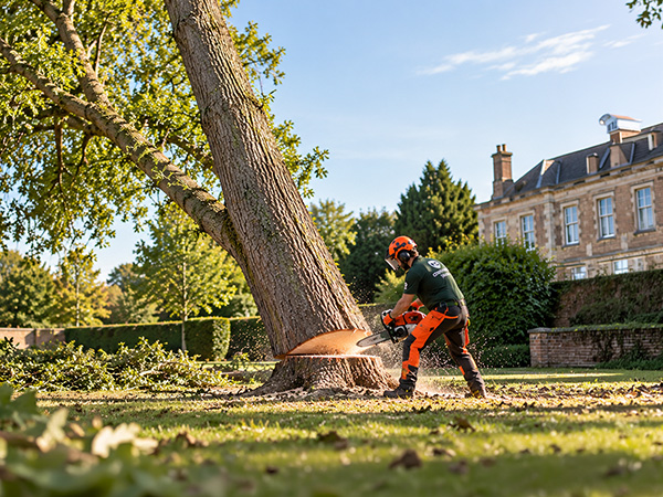 tree surgeon felling tree in London garden