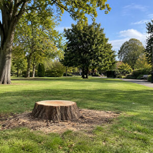 tree surgeon finish the job leaving the site clean and clear